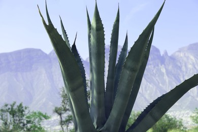 Photo of Beautiful Agave plant growing outdoors on sunny day, closeup