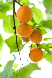 Delicious ripe apricots on tree outdoors, closeup