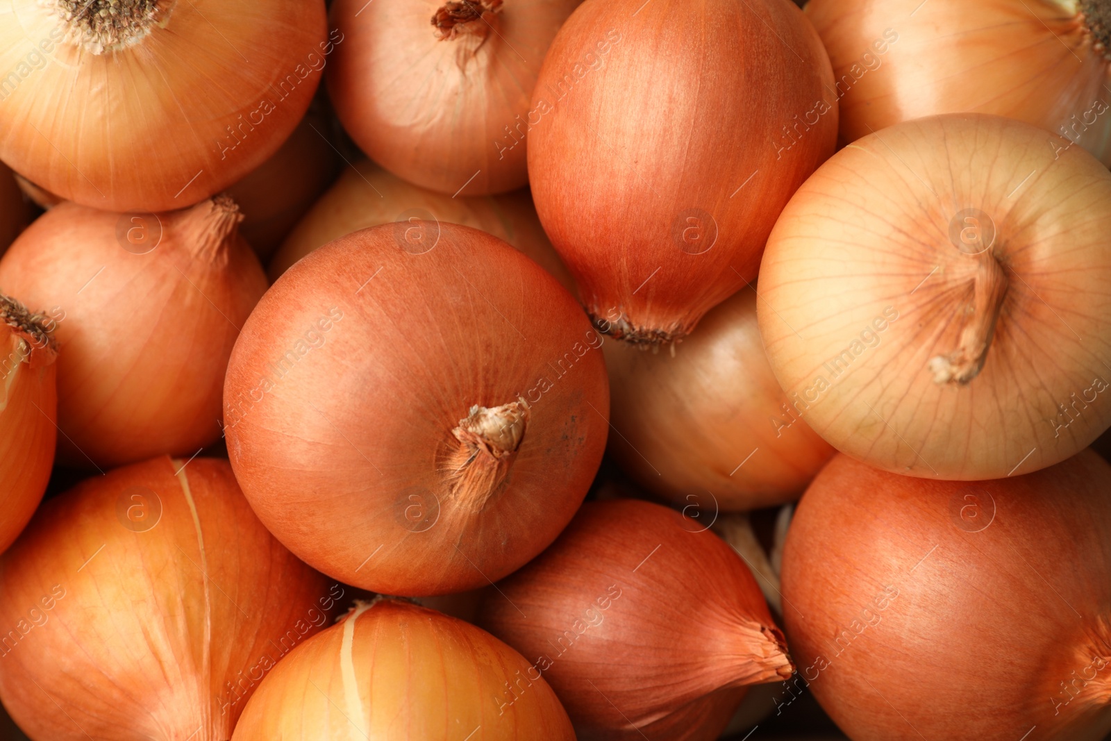 Photo of Many ripe onion bulbs as background, closeup