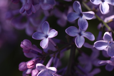 Photo of Closeup view of beautiful blooming lilac shrub outdoors