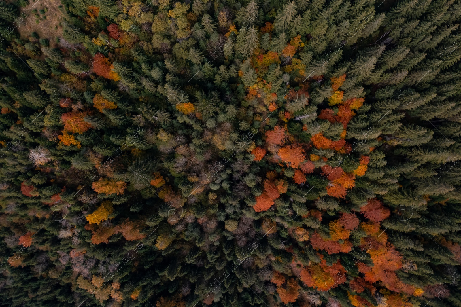 Image of Aerial view of beautiful forest on autumn day