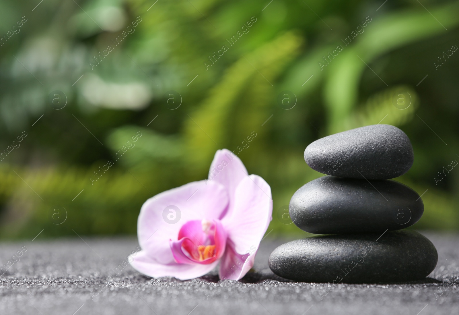 Photo of Stones and orchid flower on black sand against blurred background. Zen concept