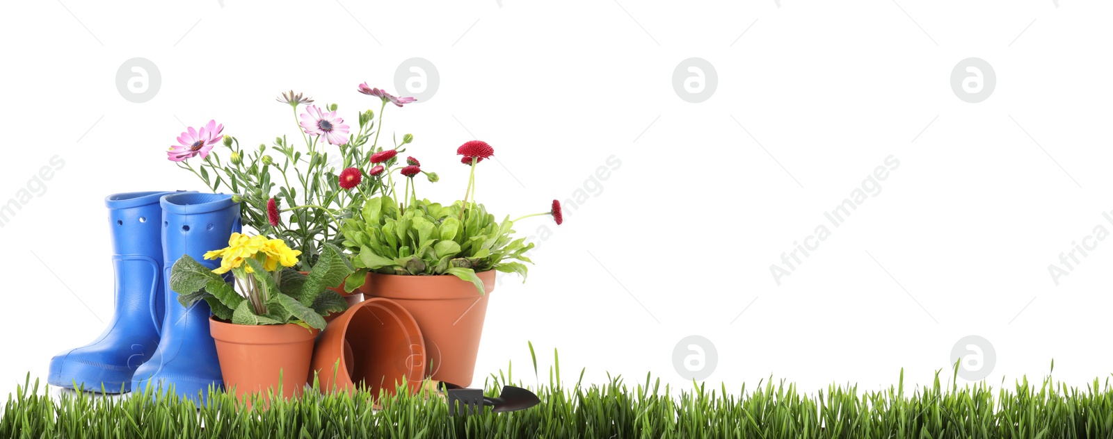 Image of Potted blooming flowers and gardening tools on green grass against white background, space for text. Banner design