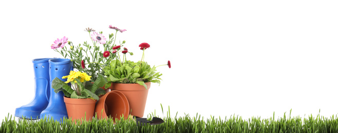 Image of Potted blooming flowers and gardening tools on green grass against white background, space for text. Banner design