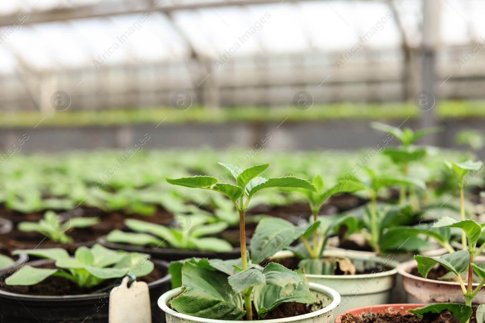 Photo of Many pots with soil and fresh seedlings in greenhouse, closeup