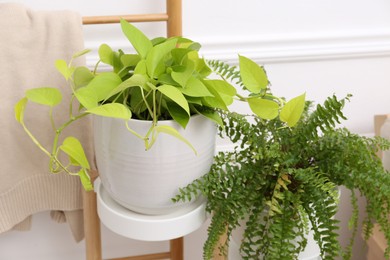 Photo of Green houseplants near white wall in room. Interior design