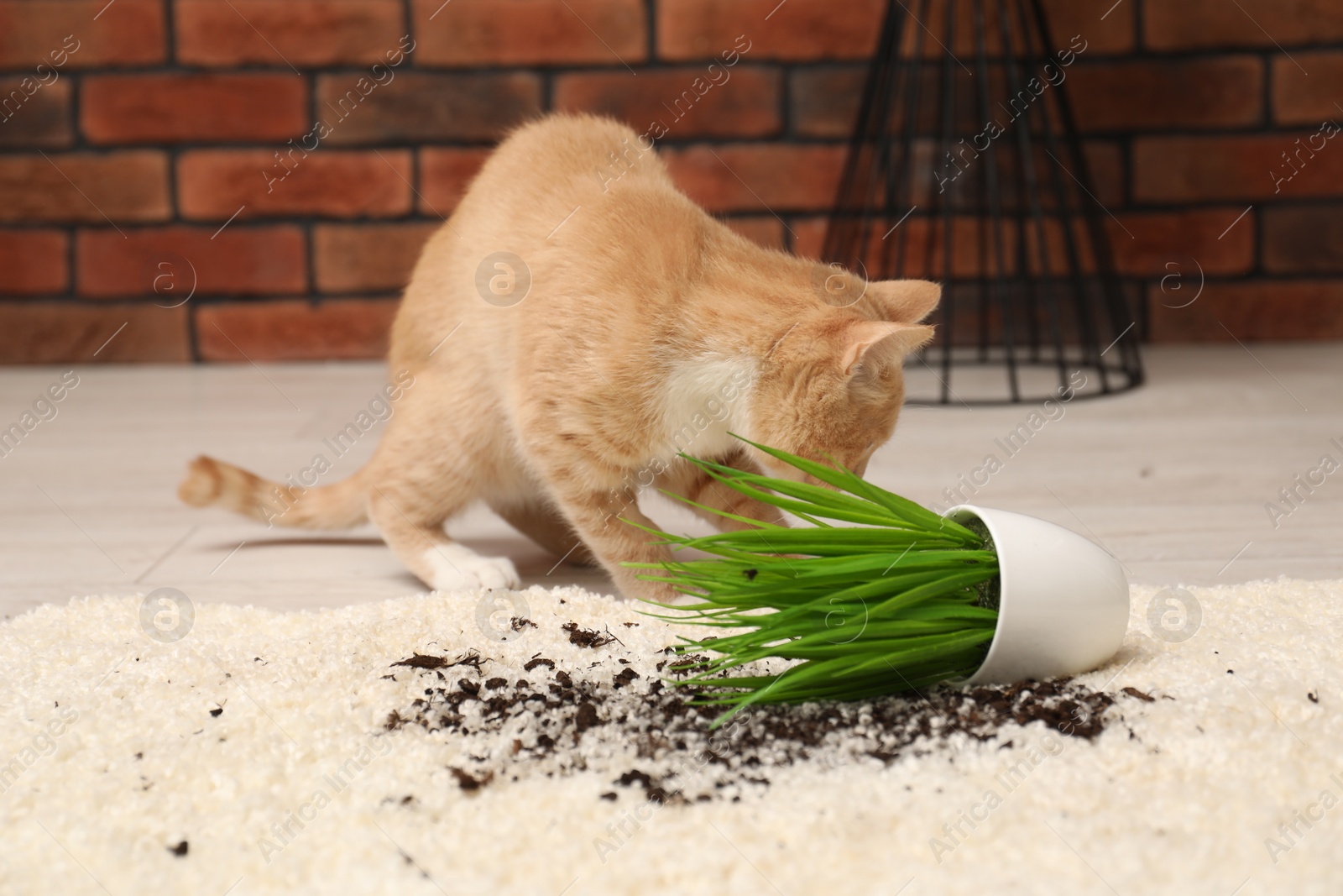 Photo of Cute ginger cat near overturned houseplant on carpet at home, selective focus