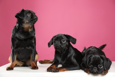 Photo of Adorable black Petit Brabancon dogs on white table against pink background