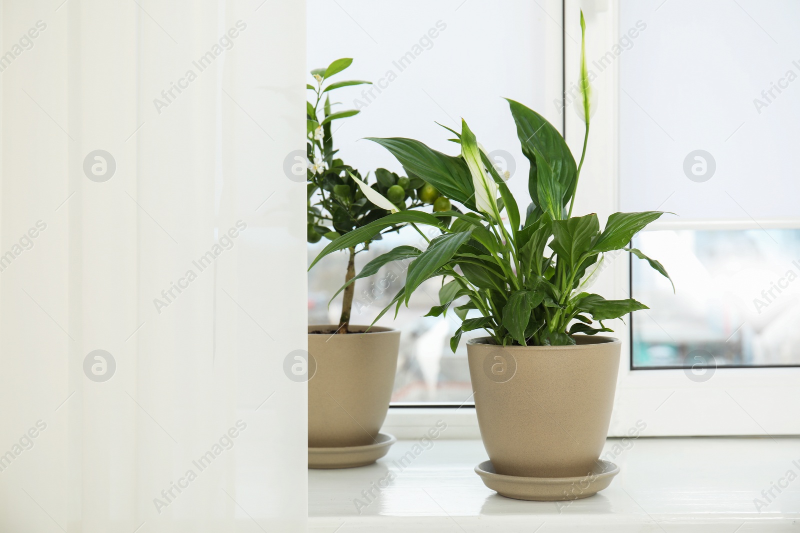 Photo of Beautiful exotic plants on window sill. Home decor