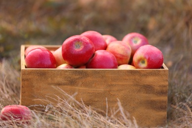 Wooden crate with ripe apples on ground outdoors