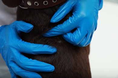 Photo of Veterinarian examining dog's skin for ticks, closeup