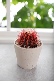 Beautiful cactus in ceramic pot on windowsill