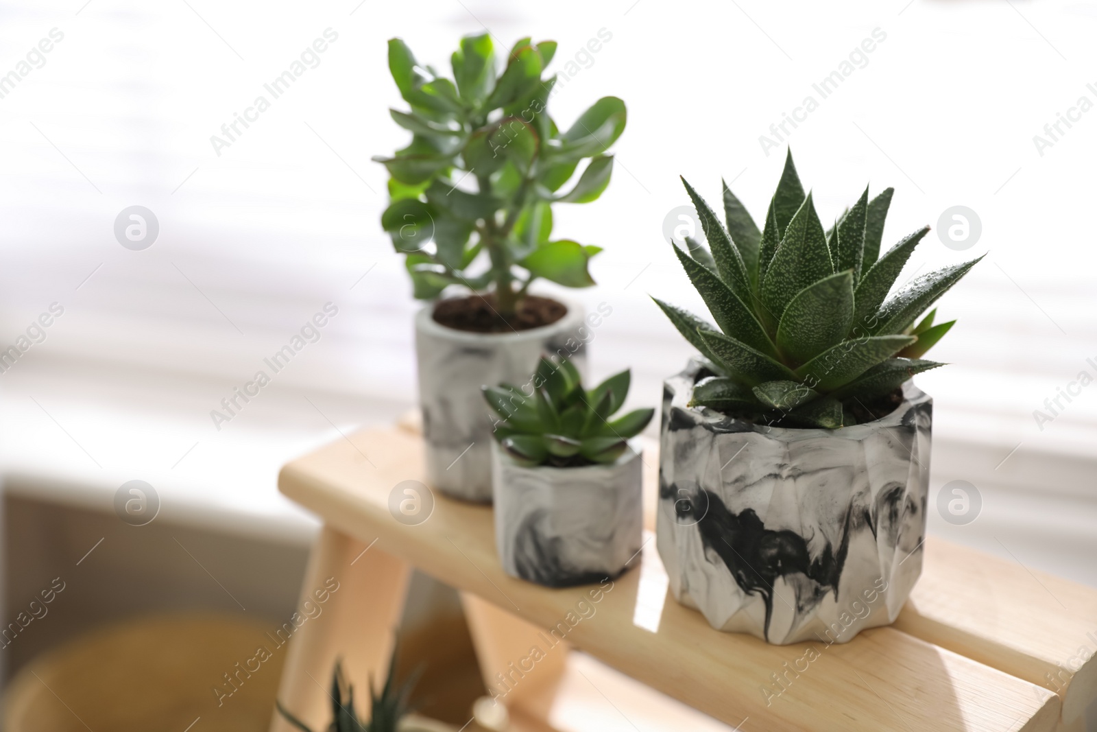 Photo of Beautiful potted succulents on wooden stand indoors