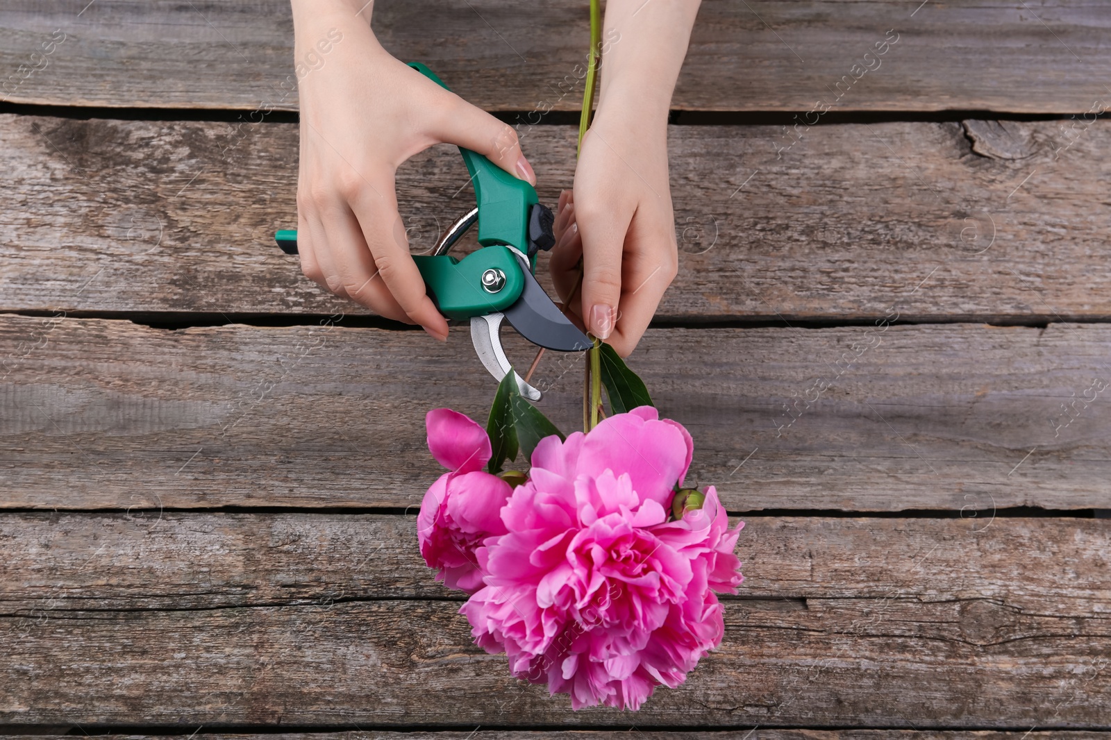 Photo of Woman trimming beautiful pink peonies with secateurs at wooden table, top view