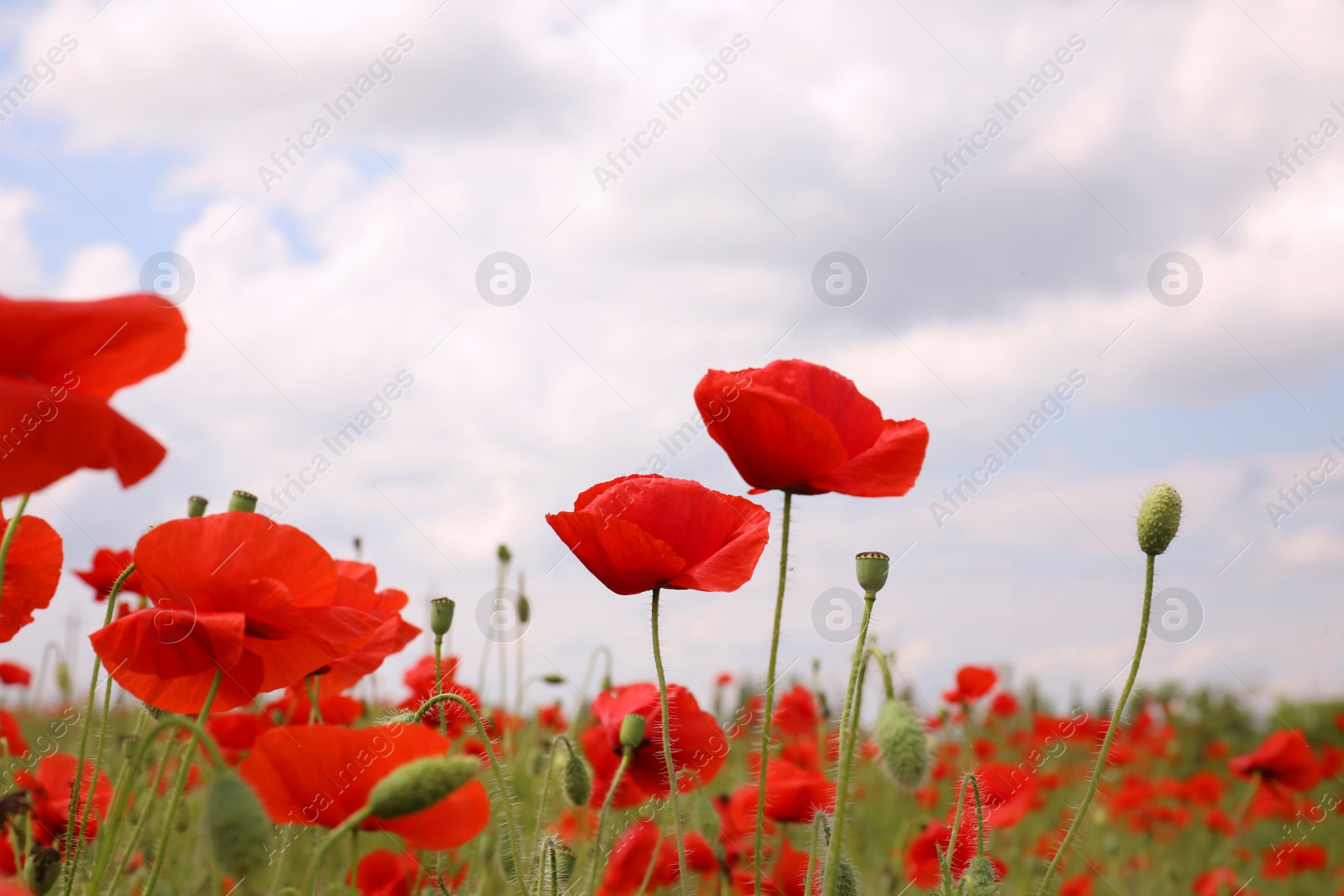 Photo of Beautiful red poppy flowers growing in field, closeup