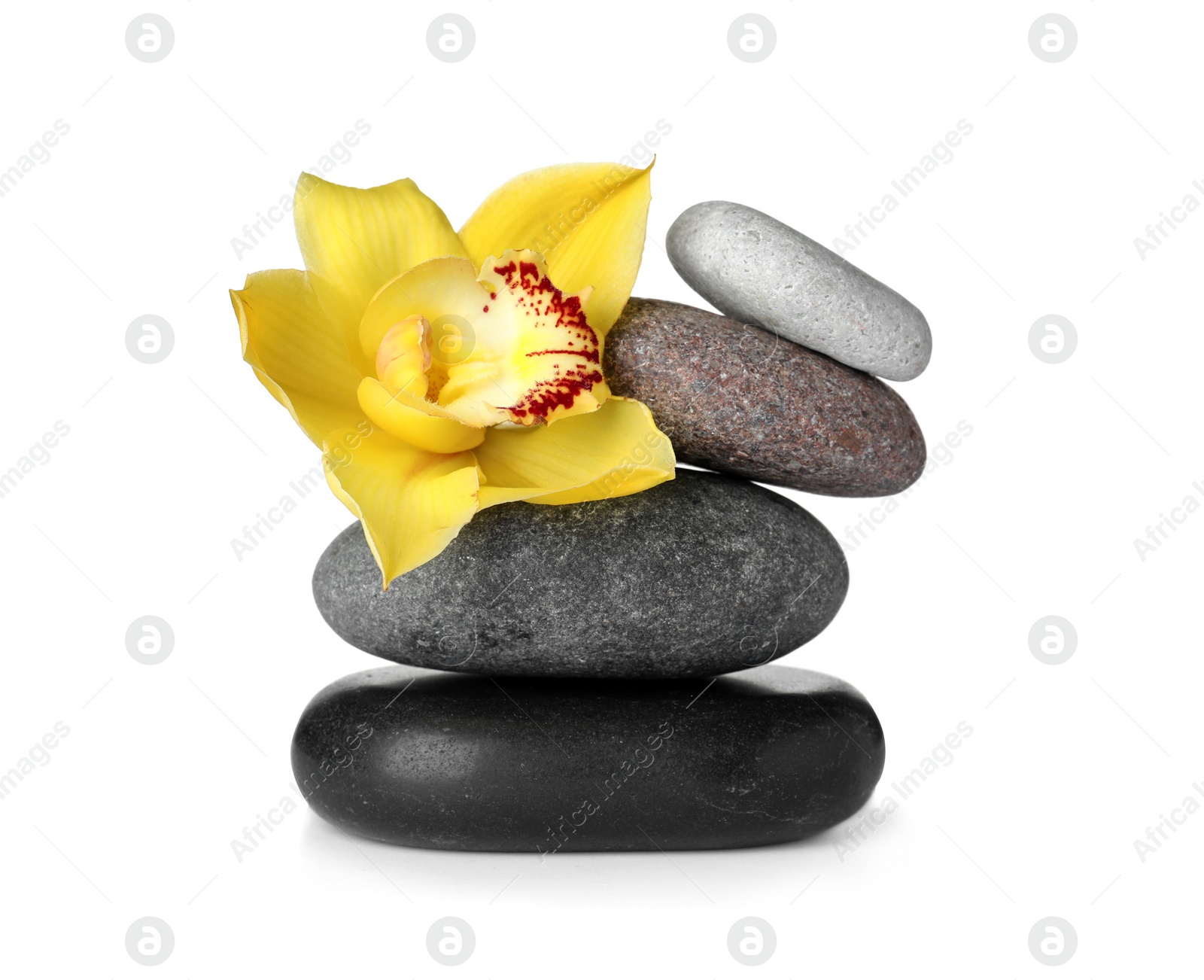 Photo of Spa stones and beautiful orchid on white background