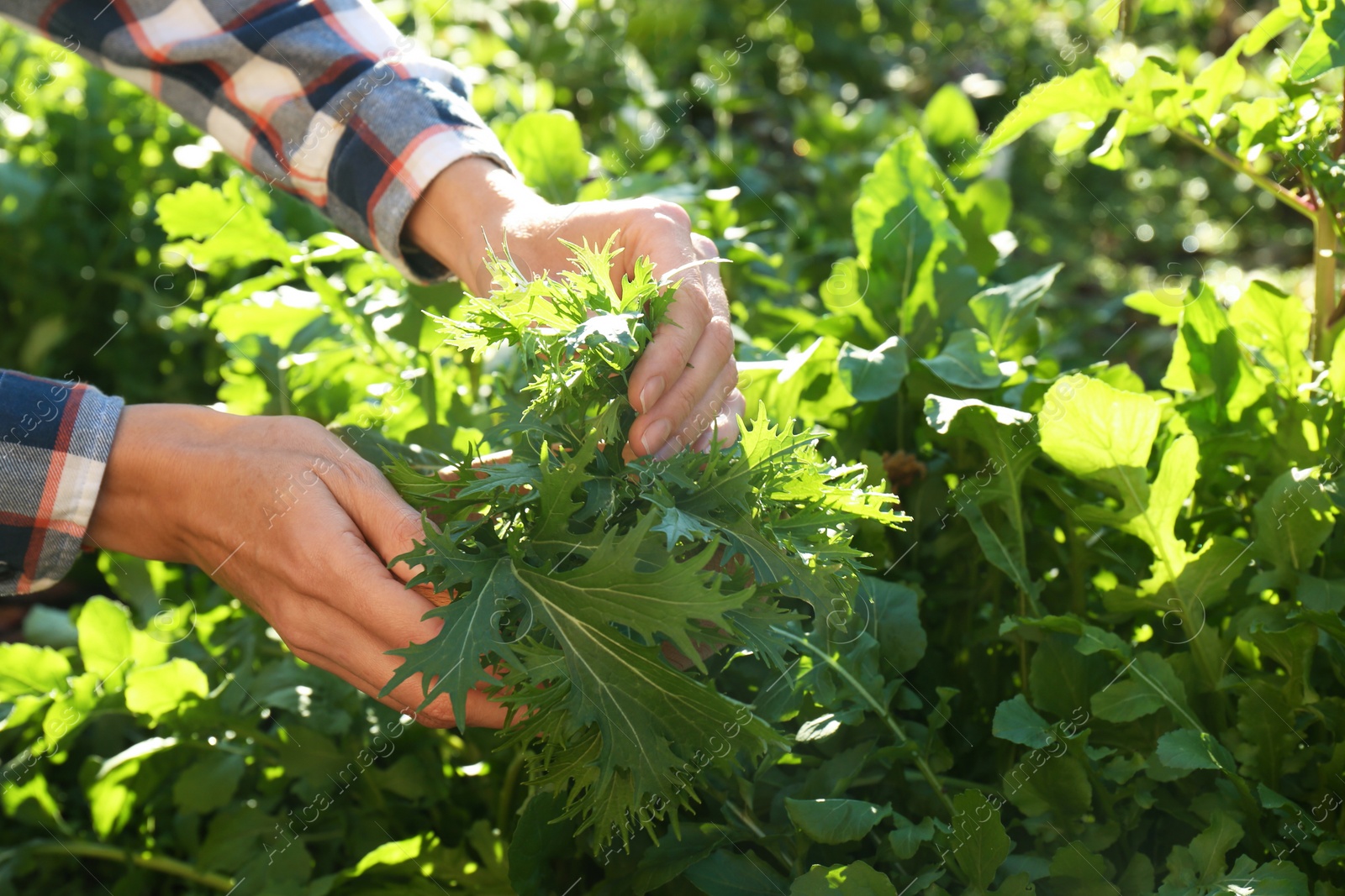 Photo of Woman picking fresh mizuna leaves outdoors on sunny day, closeup