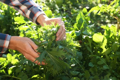 Photo of Woman picking fresh mizuna leaves outdoors on sunny day, closeup