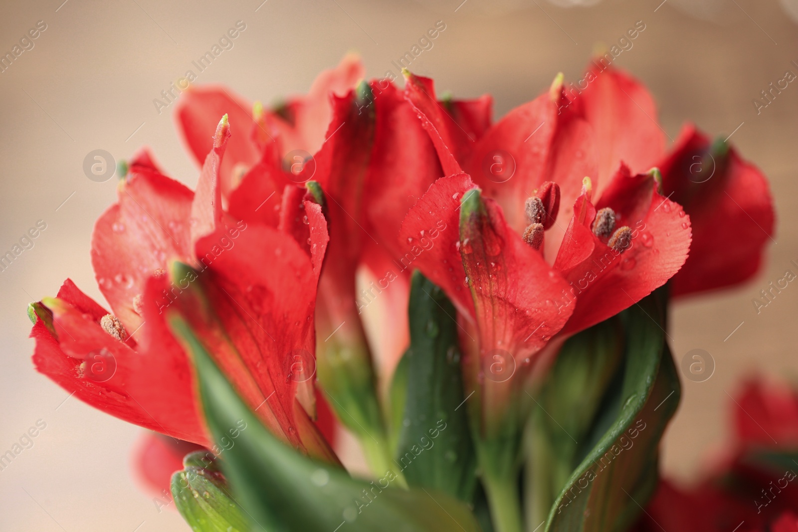 Photo of Beautiful flowers with water drops on beige background, closeup