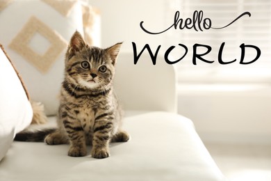 Image of Hello World. Cute tabby kitten on sofa at home