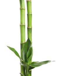 Green bamboo stems with leaves on white background