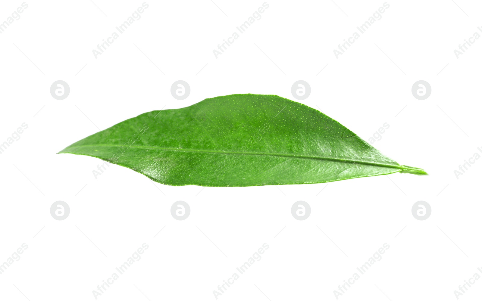 Photo of Fresh green tangerine leaf on white background