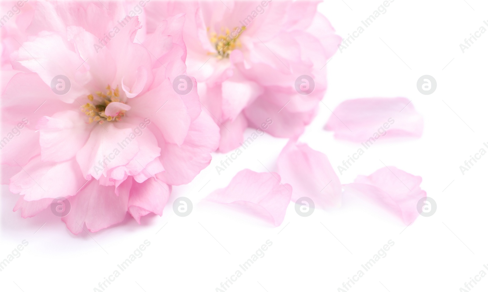 Photo of Beautiful pink sakura blossoms and petals isolated on white