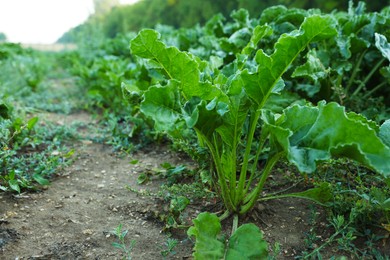 Photo of Beautiful beet plants with green leaves in field