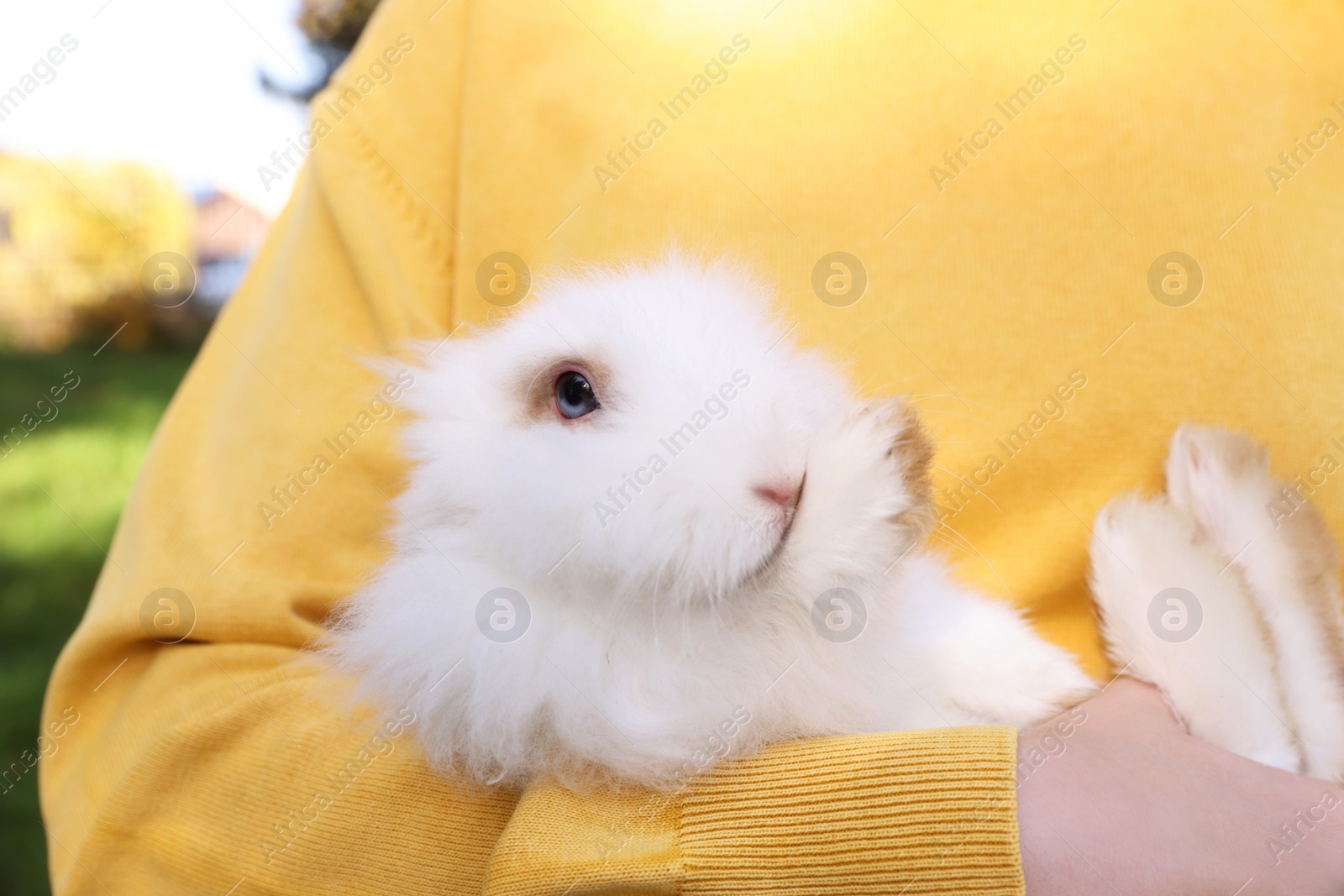 Photo of Woman with fluffy white rabbit outdoors, closeup. Cute pet