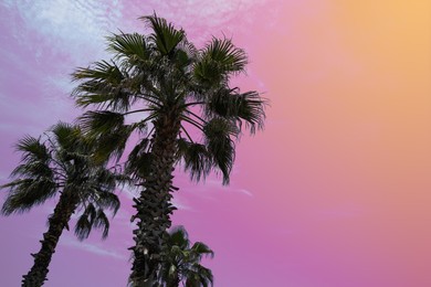 Image of Beautiful palm trees with green leaves against bright sky, low angle view. Color toned