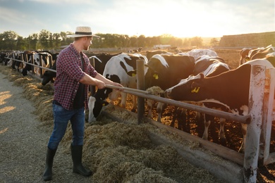 Photo of Worker feeding cows with hay on farm. Animal husbandry