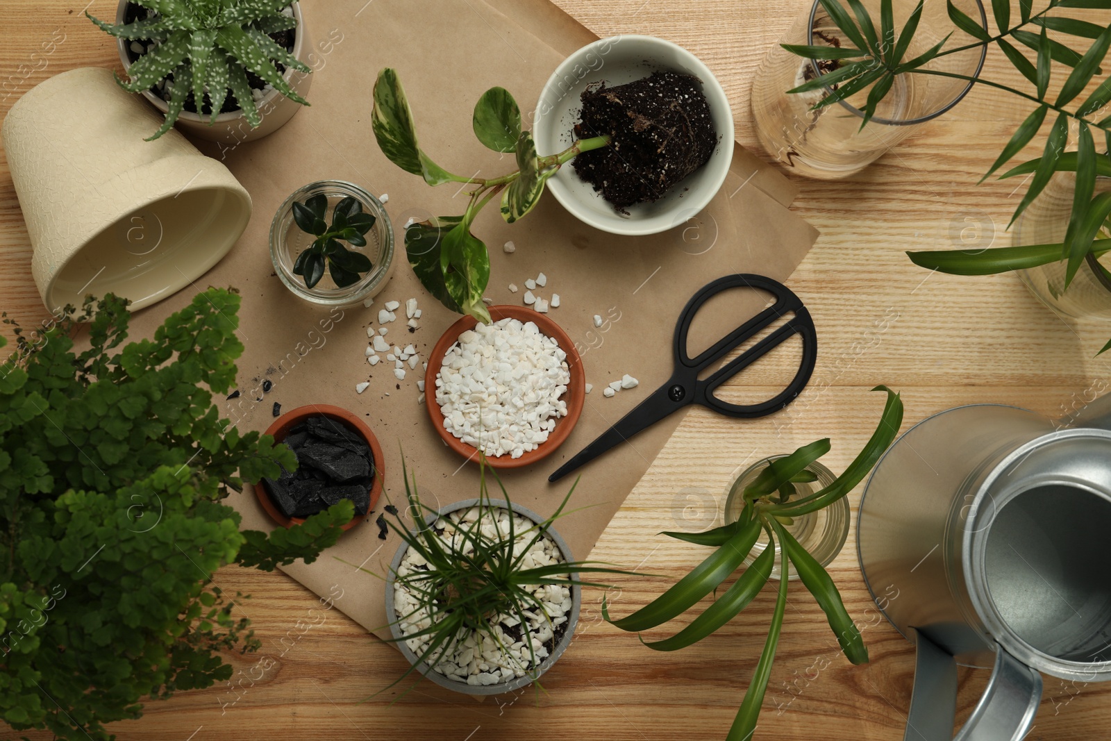 Photo of Flat lay composition with different house plants on wooden table