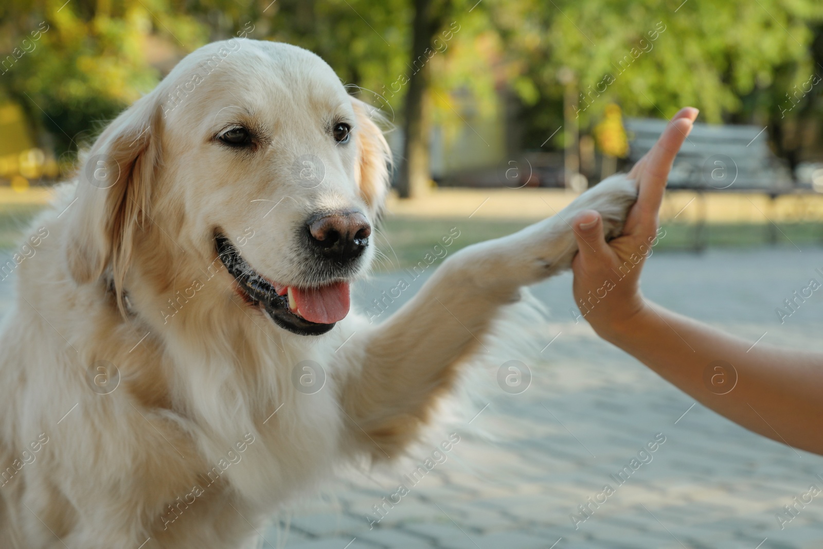 Photo of Woman and her Golden Retriever dog outdoors, closeup