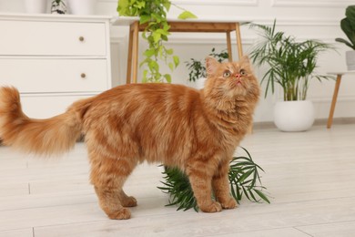 Photo of Cute cat near overturned houseplant at home