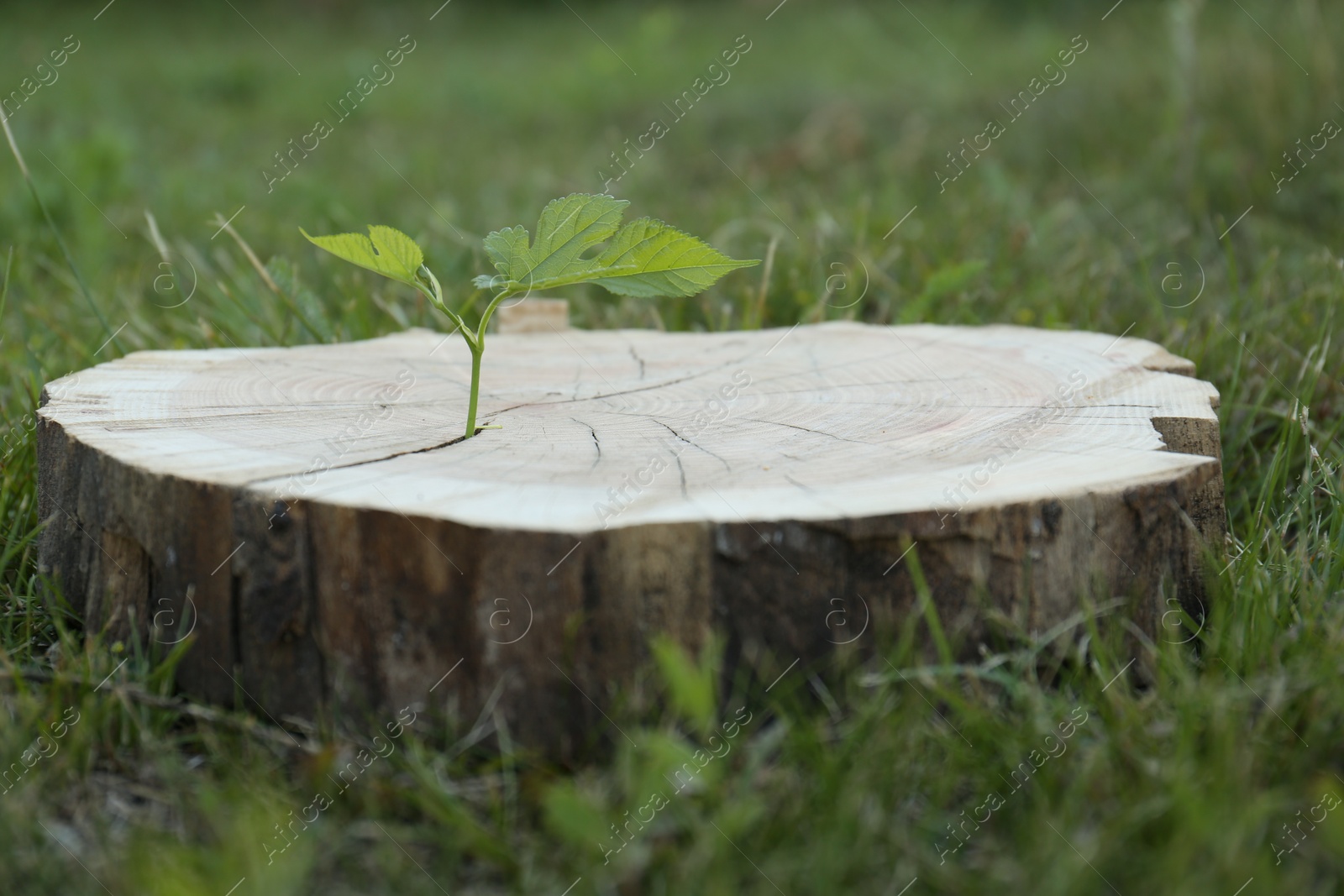 Photo of Green seedling growing out of stump outdoors. New life concept