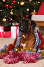 Photo of Cute dog with colorful tinsels in room decorated for Christmas