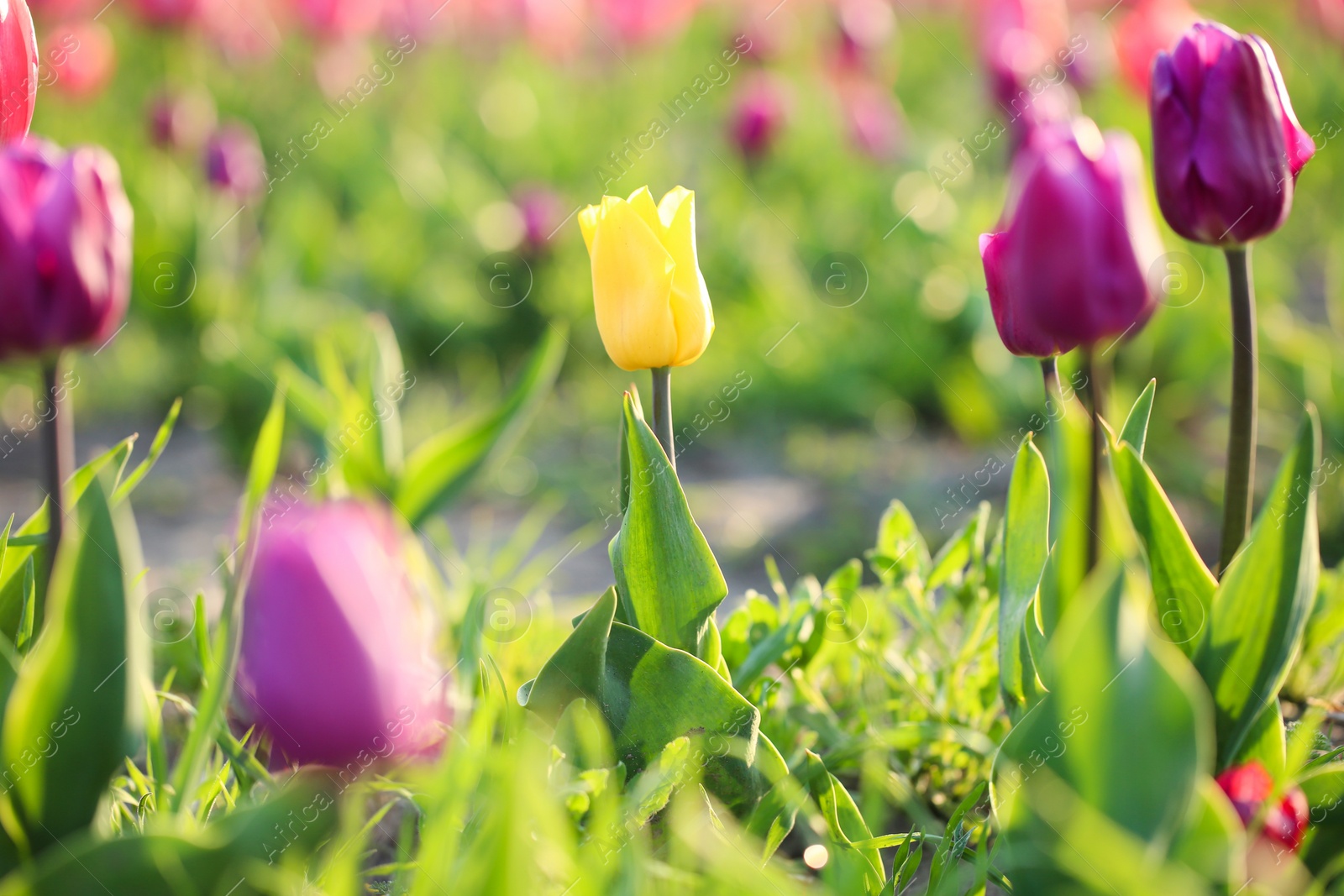 Photo of Closeup view of beautiful fresh tulips on field. Blooming spring flowers