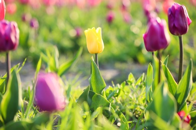 Closeup view of beautiful fresh tulips on field. Blooming spring flowers