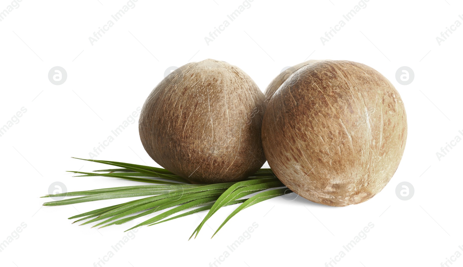 Photo of Ripe whole brown coconuts with leaves on white background