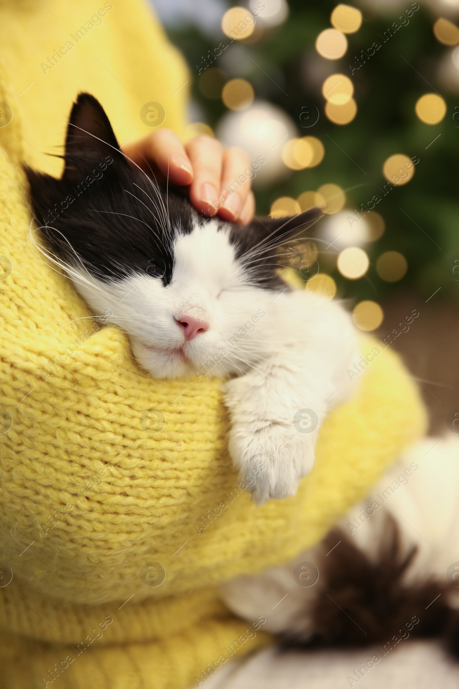 Photo of Woman stroking adorable cat in room with Christmas tree, closeup