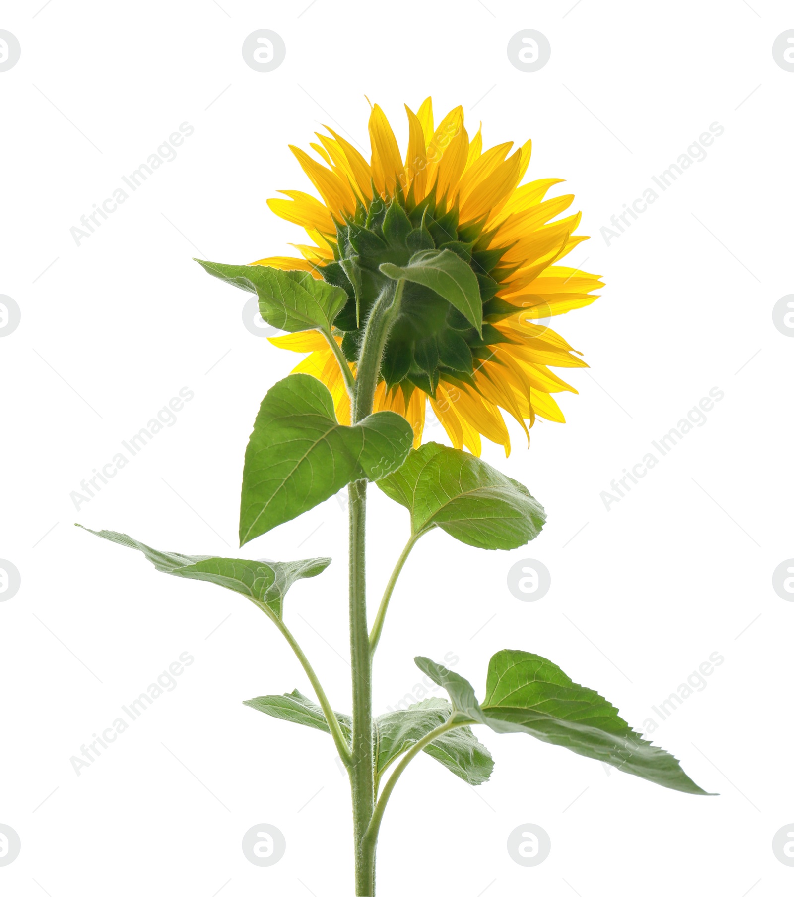 Photo of Beautiful bright blooming sunflower isolated on white