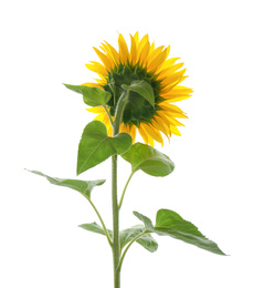 Beautiful bright blooming sunflower isolated on white