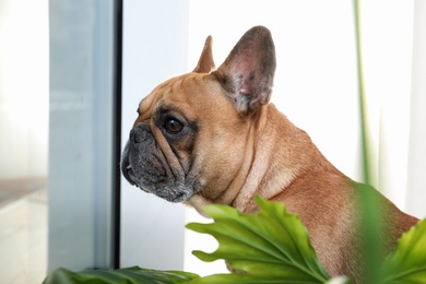 Photo of Funny French bulldog waiting for owner near window at home
