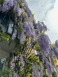 Building with beautiful blossoming wisteria vine outdoors, low angle view