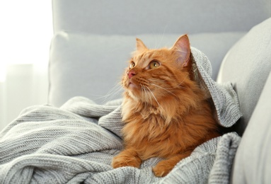 Photo of Adorable red cat under plaid on sofa at home. Cozy winter