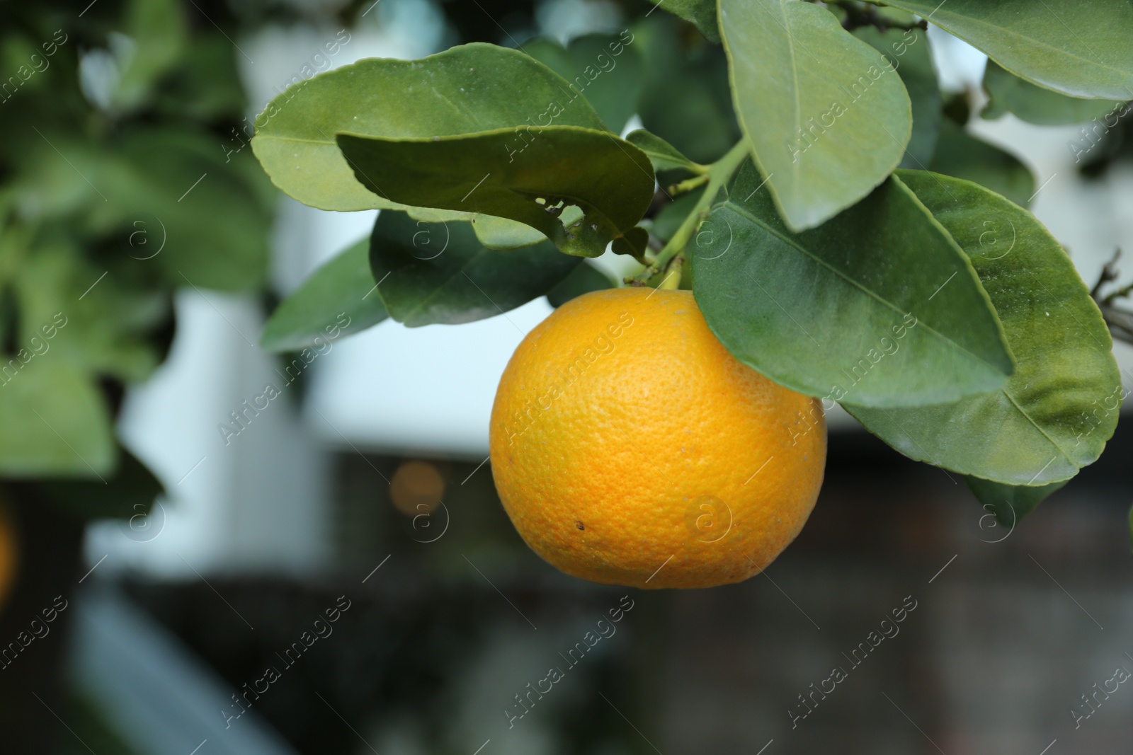 Photo of Fresh ripe orange growing on tree outdoors, closeup