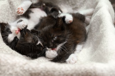 Photo of Cute baby kittens lying on cozy blanket