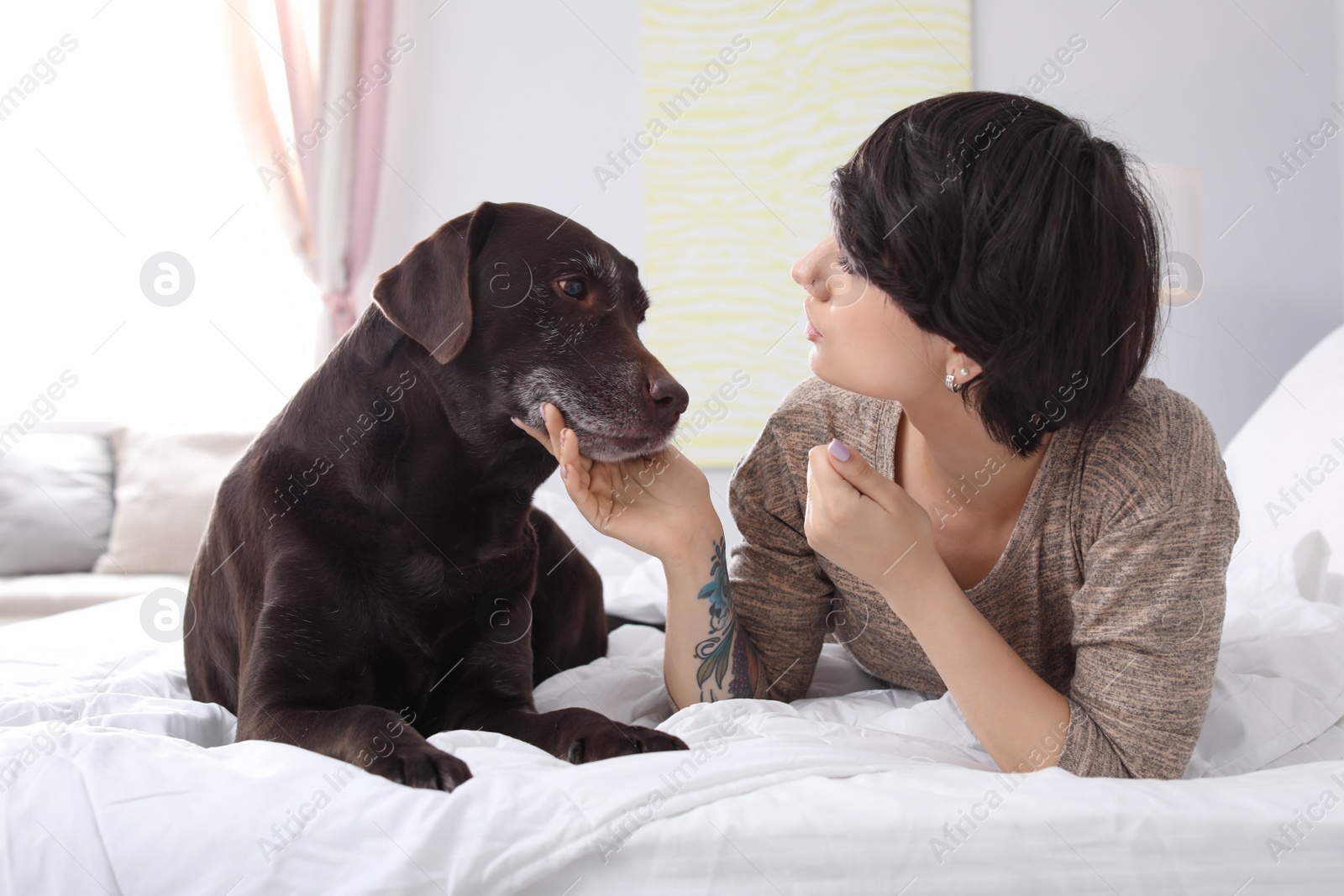 Photo of Adorable brown labrador retriever with owner on bed indoors