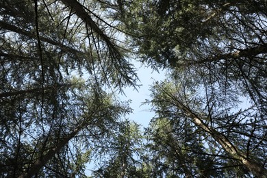 Photo of Beautiful sky through coniferous tree branches, low angle view