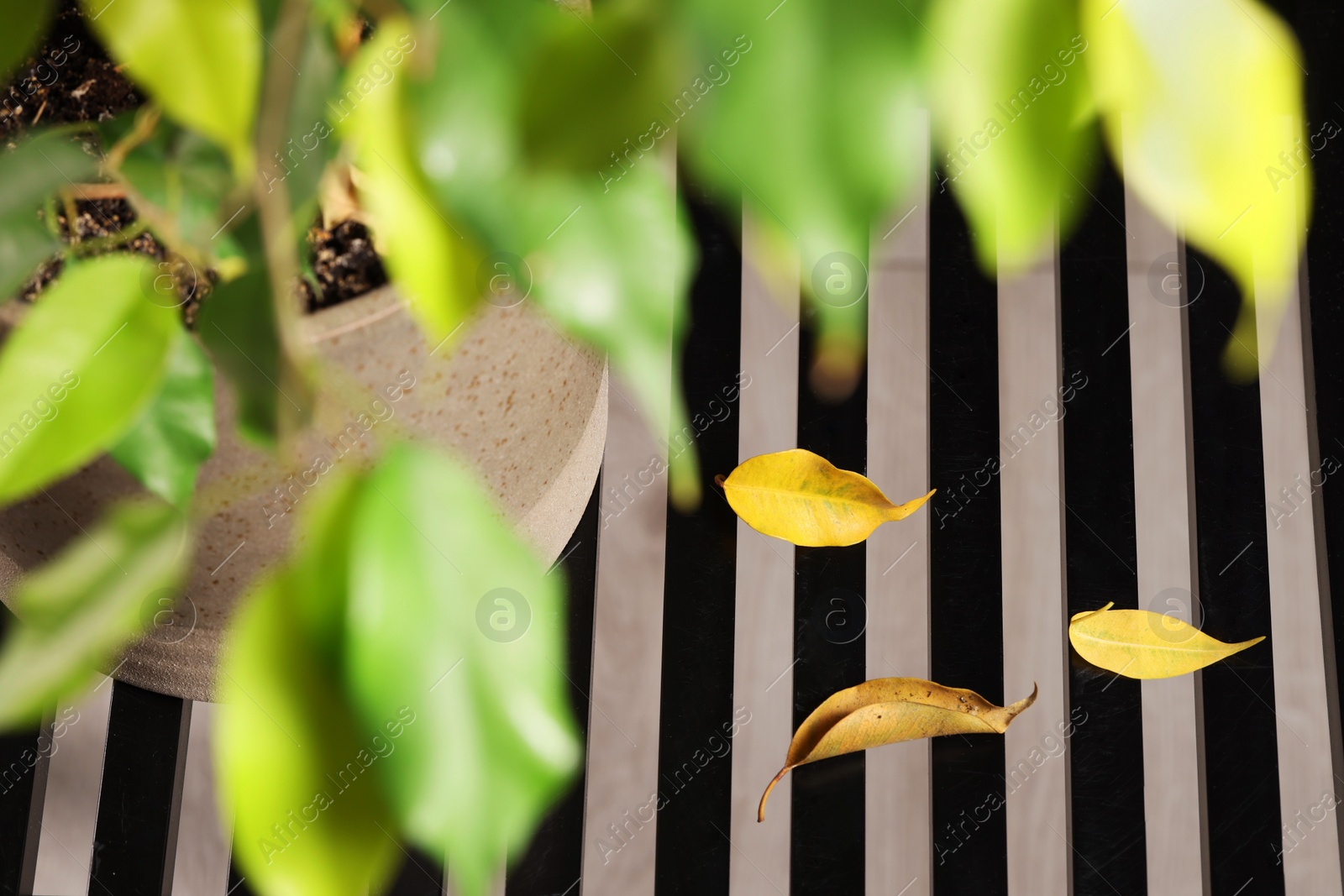 Photo of Potted houseplant with damaged leaves indoors, above view